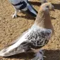 Турецкие голуби породы такла - фото № 1